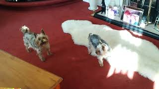 20150324 Annie & Suzi play fights #2