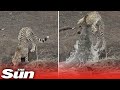 Cheetah devoured by a lurking croc in the blink of an eye