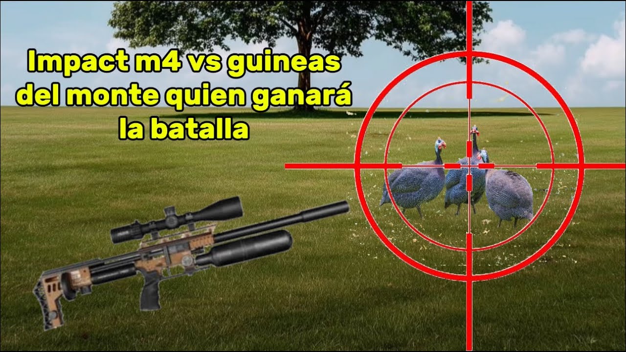 Casería de guineas del monte #caseria #guineas #impact 