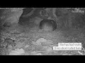 Kākāpō cam: in an underground nest, watch the world's fattest parrot caring for its young