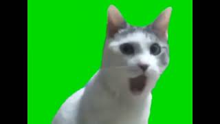 Surprised cat - Green screen - Futage - #memologygreenscreen