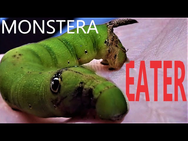 What ate the Monstera Plant? The Hawkmoth Caterpillar! - YouTube
