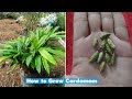 How to grow cardamom plant at home