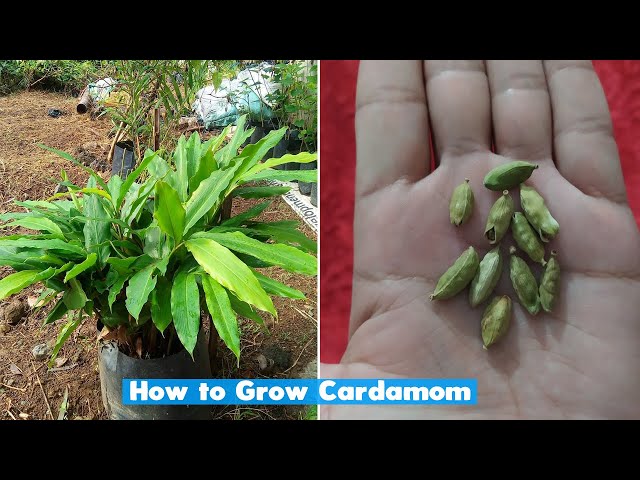 Cardamom Plant Images Sddefault