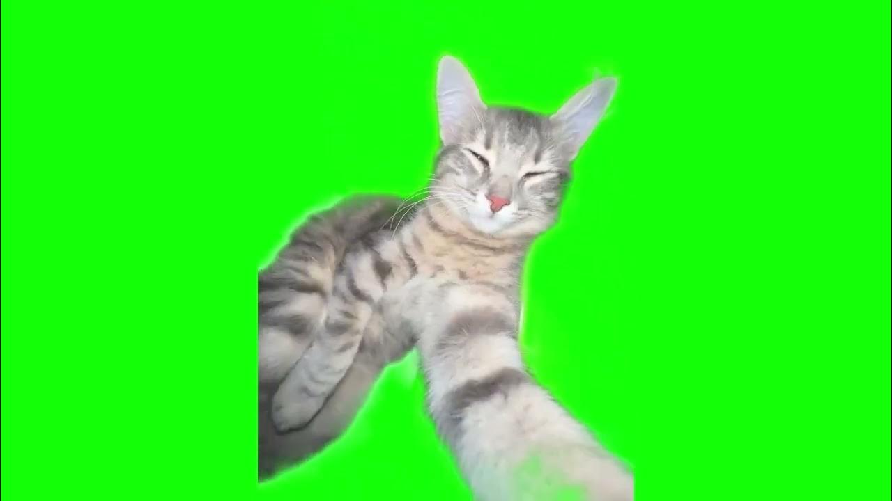 Пов кот. Пов кот