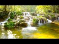 Relaxing Music 🌿Good Day Enjoy, Calm Music ,Piano Music,Healing Music Mind Stress Relief🎵