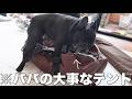 お犬、飼い主の片付けを見守ってんだか邪魔してんだか