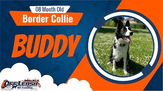 Best Border Collie Dog Training | Buddy | Dog Training in London