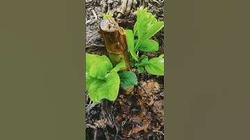 unique skills cutting Guava tree growing in banana tree