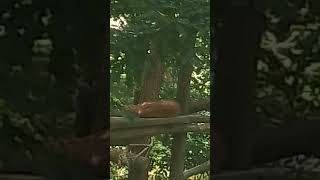 Karpatenluchs Luchs Lynx Carpathicus Im Zoo Miskolc