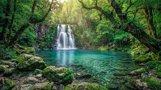 Calming Forest Sounds, Babbling Stream, Relaxing Water Sounds for Sleep and Meditation, ASMR