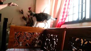 Manis is my cute cat, She love to play catching wit Dad..