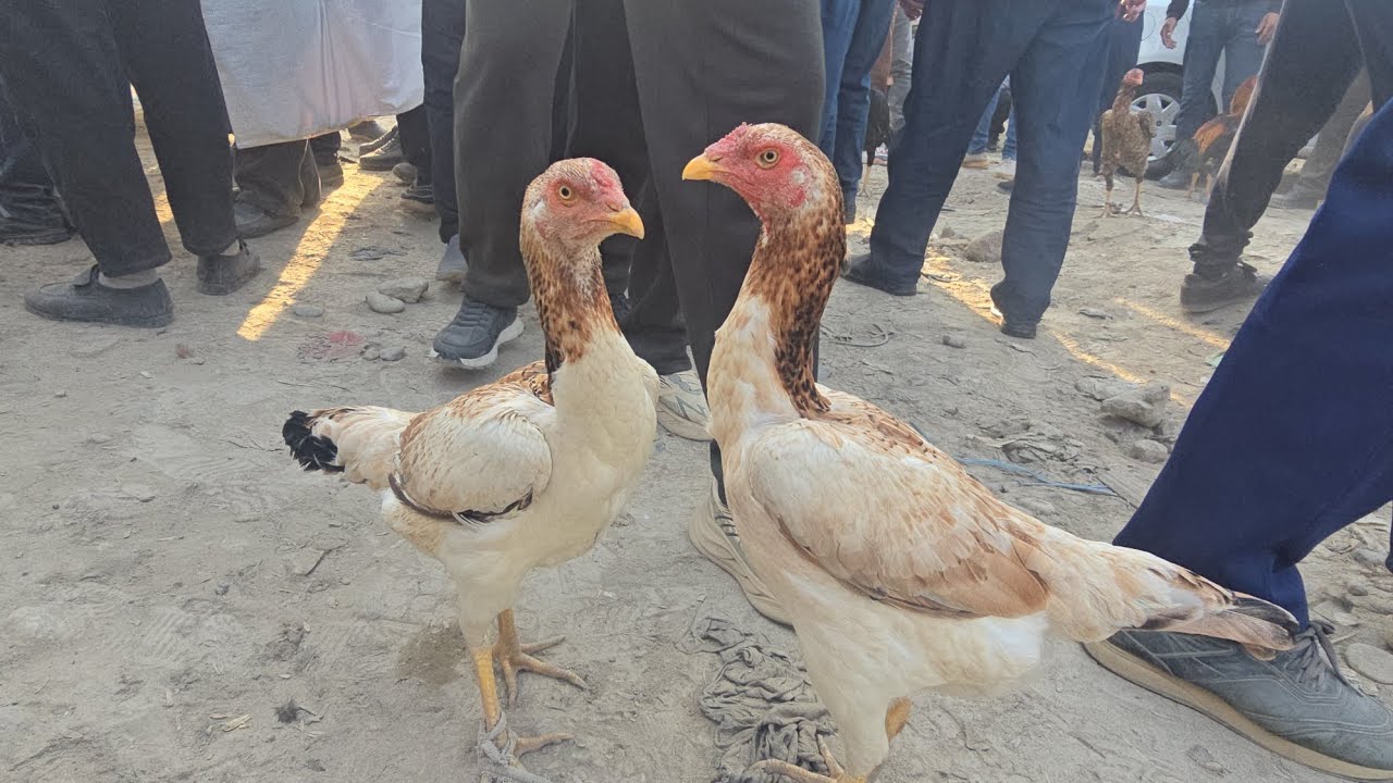 Shaxrixon Dakan bozori