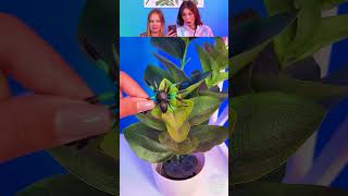 Gummy Spider Eating Challenge