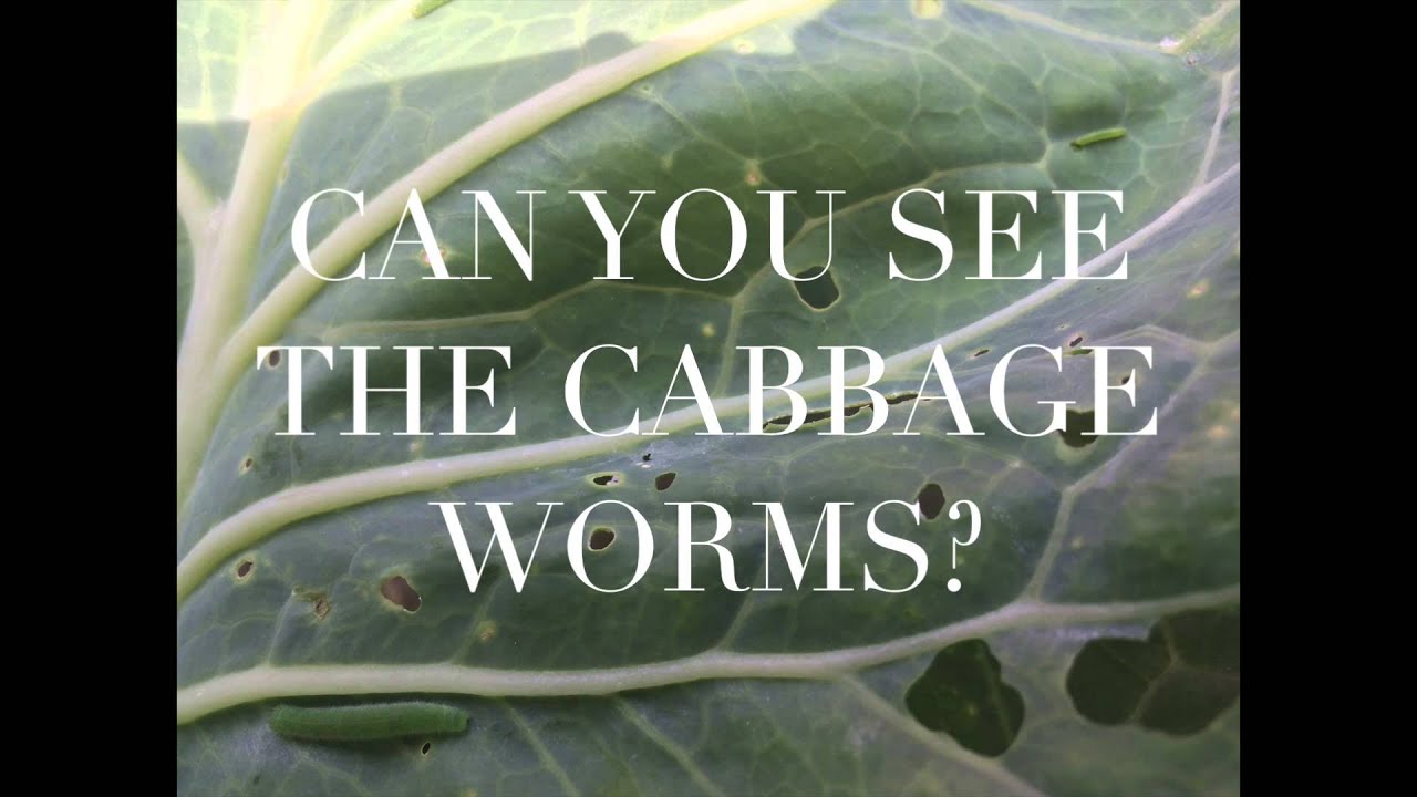 How to Get Rid of Cabbage Worms YouTube