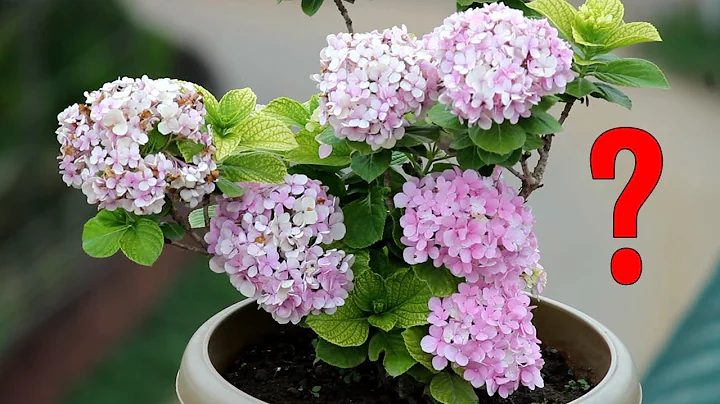 FIX - Common Hydrangea Problems and Organic Solutions - DayDayNews