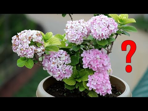 Video: What To Do If Hydrangea Leaves Turn Yellow? 12 Photos Why Does Hydrangea Grow Poorly And The Lower Edges Of The Leaves Dry Out? How To Fight?