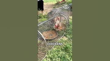 Foldable Chicken Coop.