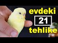 Evcil Kuşlar İçin Evdeki 21 Tehlike