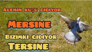 Kula Dişi Yavru Taklayi Cogaltti Ama Taklacı Güvercin Oyunkuşu