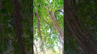 #SaveNature #PlantTrees #GreenIndia #NatureLovers #GoGreen #Environment #TreePlantation #SaveEarth