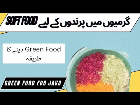 How To Make Soft Food For Java || Summer Diet Plan For Java || Apna Birds Setup