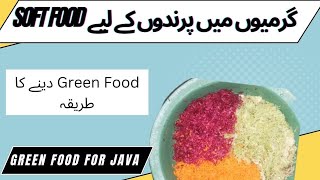 How To Make Soft Food For Java || Summer Diet Plan For Java || Apna Birds Setup