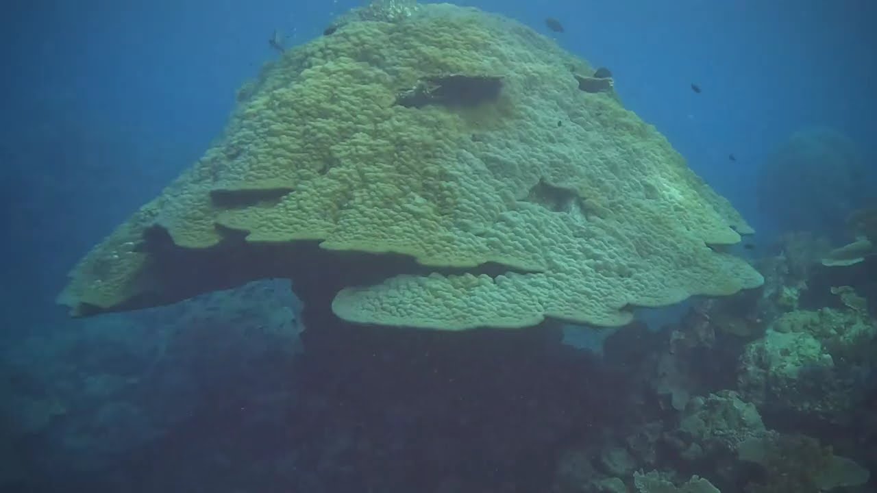 Great Barrier Reef, Australia Dives