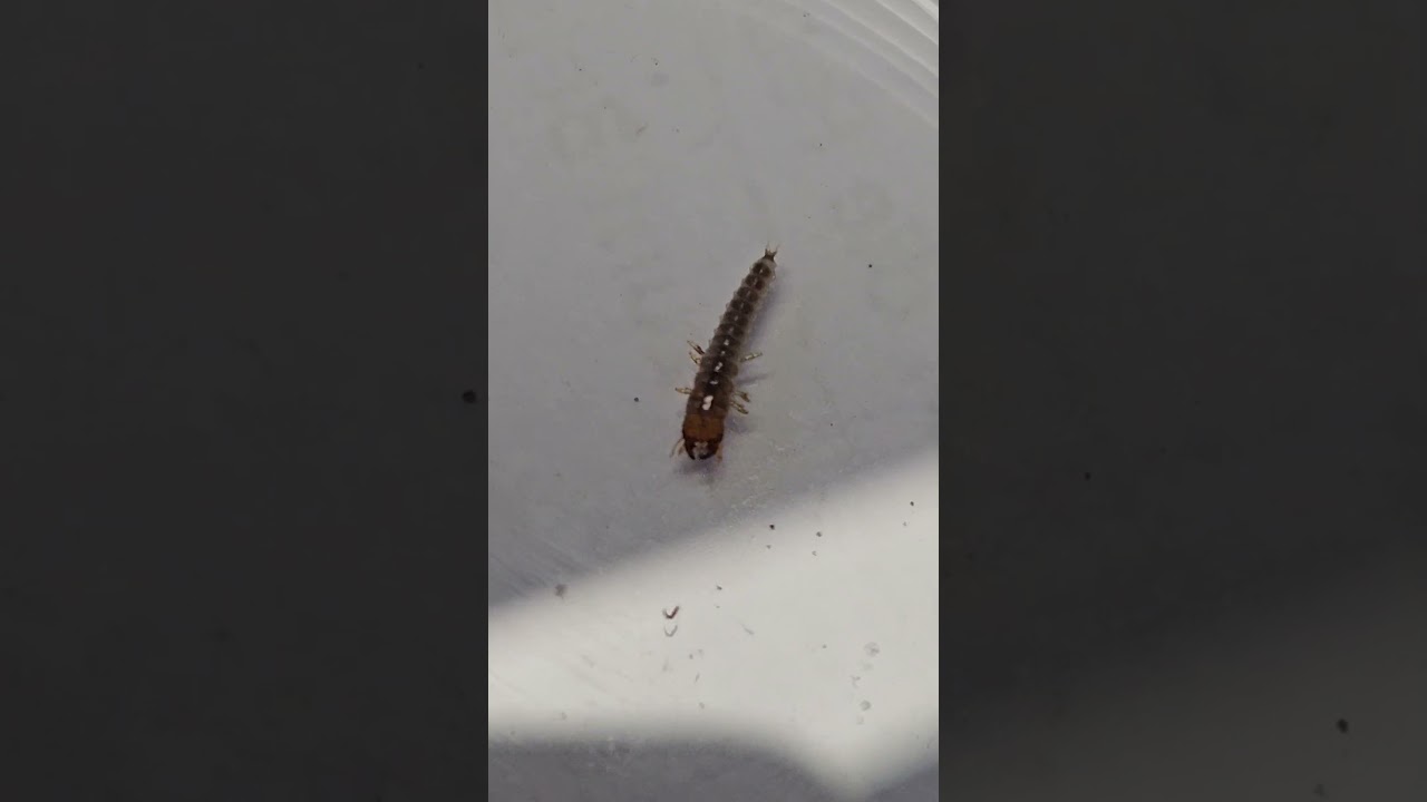 Harpalus affinis larva (first documentary) 