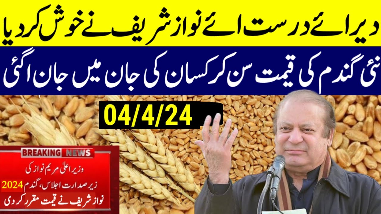 wheat price in pakistan 2024/ wheat support price 2024| gundam ka rate ...