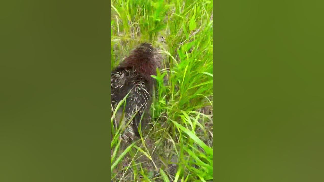 CAN PORCUPINES SHOOT THEIR QUILLS?! shorts nature naturelovers 
