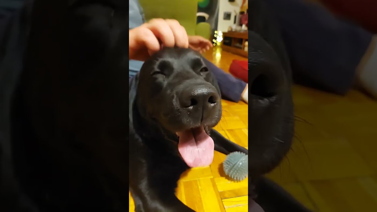 Laiko Labrador You'll Like is live