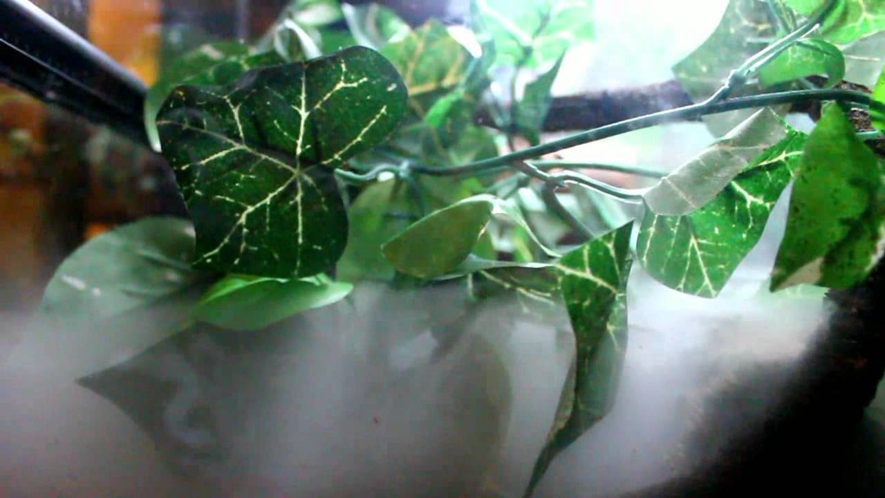 foundation medicine Allies Animal Intel Whites Treefrog