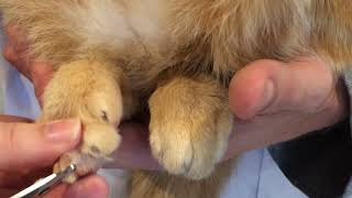 How to trim cat claws