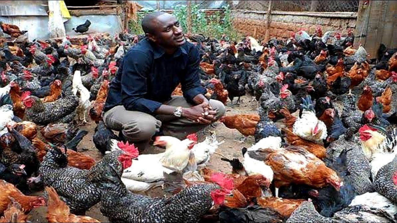 HOW TO START A FREE RANGE POULTRY CHICKEN FARM YouTube