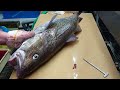 This IS Why Japanese Fish are expensive Best Method For Tastier Fish Ikejime Method