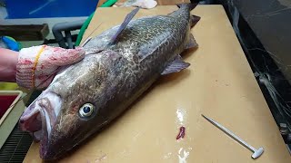 This IS Why Japanese Fish are expensive Best Method For Tastier Fish Ikejime Method