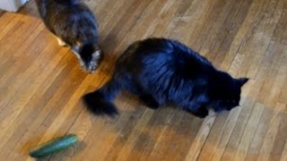 Cucumber Cats dont care about vegetables
Our cats, with a couple cucumbers.
Shot this video because we wanted to find out if this cucumber fear was real, but our cats could care less.
So it just turned into a attention-deficit fueled chase scene,
and subsequent editing session.
Thanks for watching. Cucumber Cats dont care about vegetables