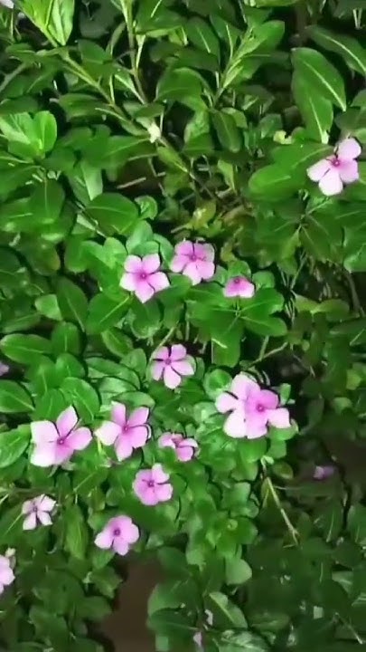 holi se phle ghar kharidana shubh hota hai