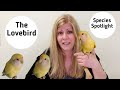 Lovebirds as Pets | Living with Lovebirds | Species Spotlight