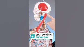 Cách giải tỏa nhóm cơ bí ẩn gây đau mỏi vùng cổ vai gáy #gianco #kingtechcare  #covaigay