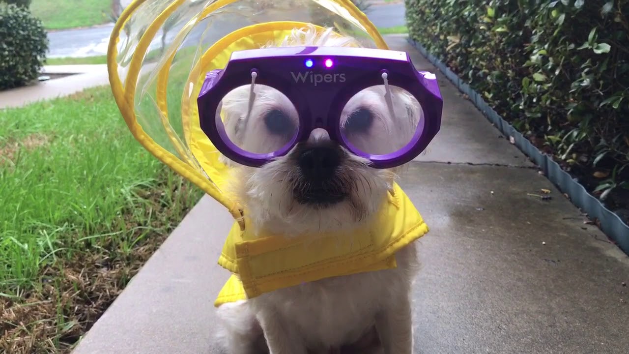 Dogs of instagram white dog sidewalk windshield wiper glasses YouTube