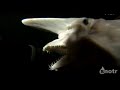 Prehistoric shark found alive off the coast of Japan