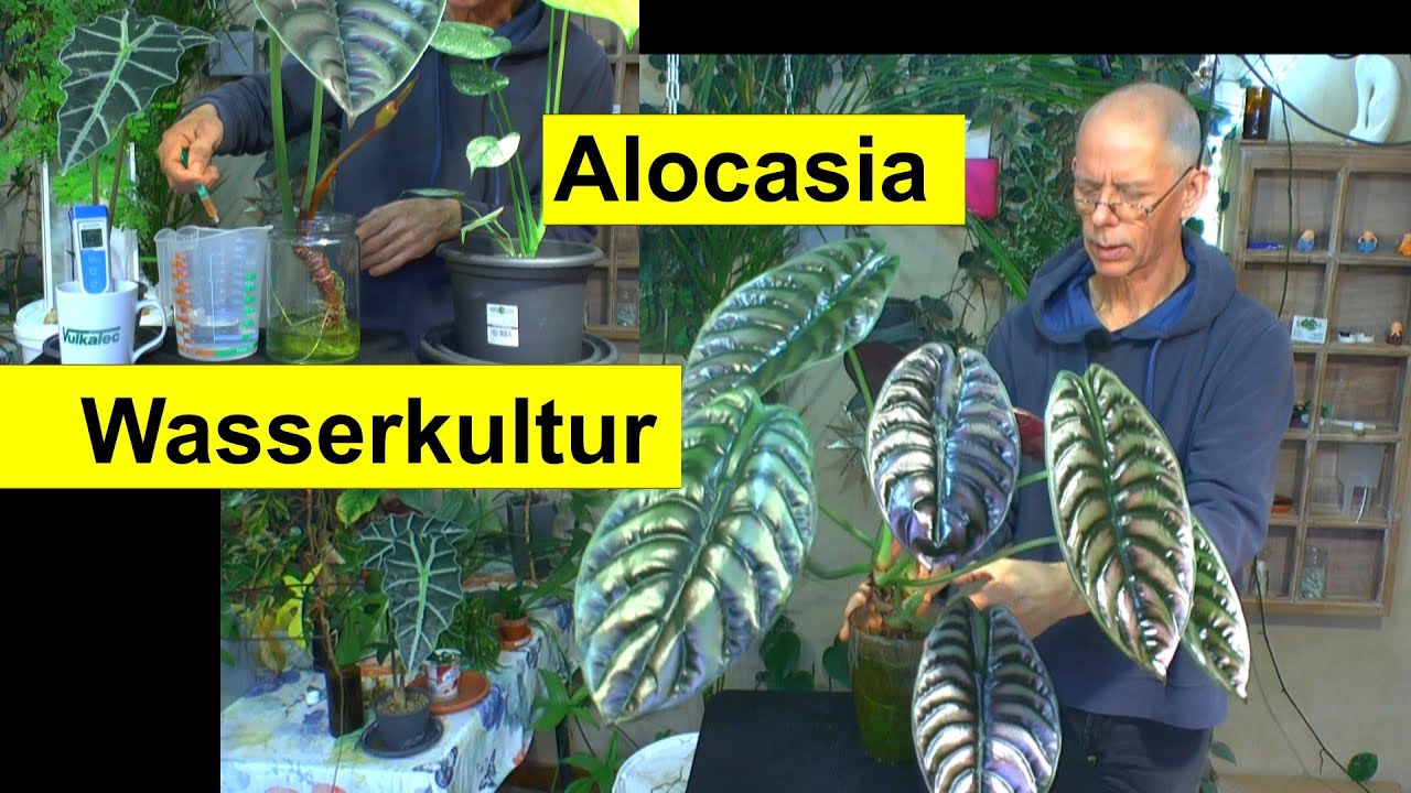 Alocasia unter Wasser. Gibt es nicht geht nicht. Wir machen unmögliches Möglich und Schimmel