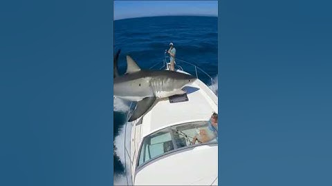 🦈💥 SHARK JUMPED INTO THEIR BOAT! 🚤😱📹 Real-looking AI footage made with Sora 2 🌊