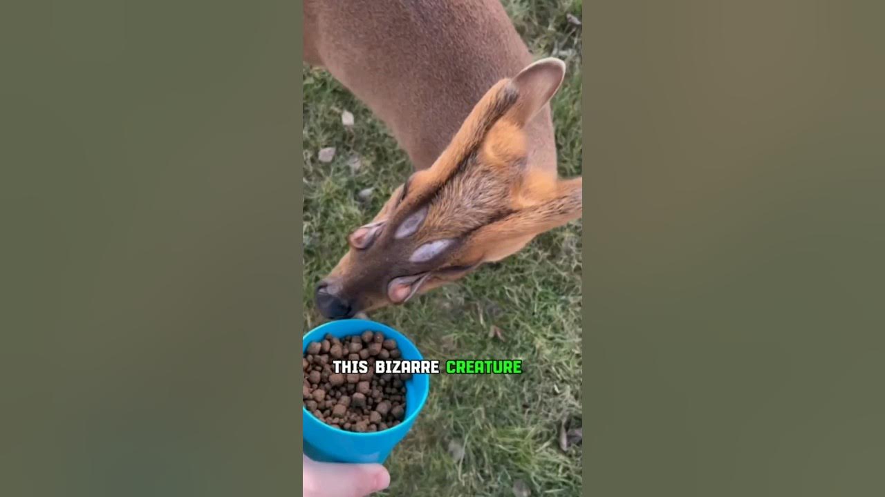 Dog Scent Glands On Face