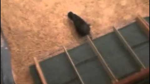 Clever Crows Use Tools in New Way Video S3