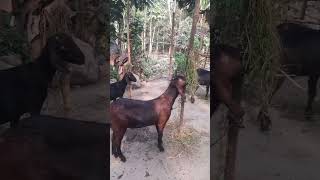 Cross Breed Of Black Bengal And Jamunapari Goats -Kothasm