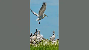 Кудрявые пеликаны / Dalmatian pelicans