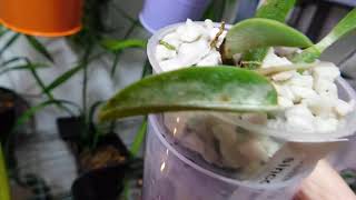 Download Lagu We have light; a shout out to Nina of Ninja Orchids for helping me save my  rupicolous Laelia. MP3